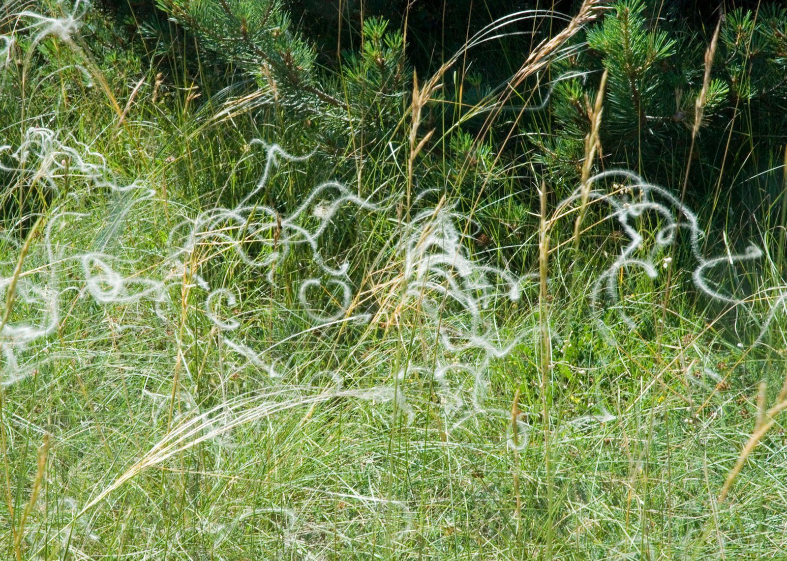 The scent of Mad et Len for Nowness - Collaboration